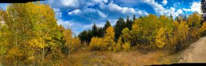 Yellow Leaves at Hermit Park